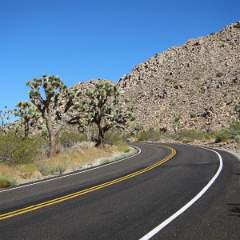 Joshua Tree NP